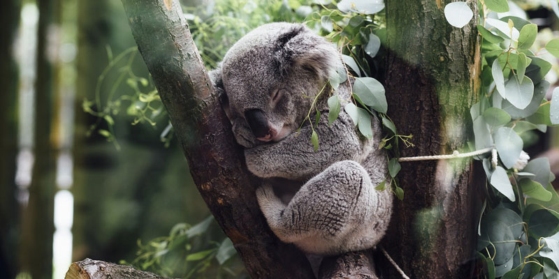 眠るコアラ